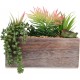 Plants Wooden Pots 